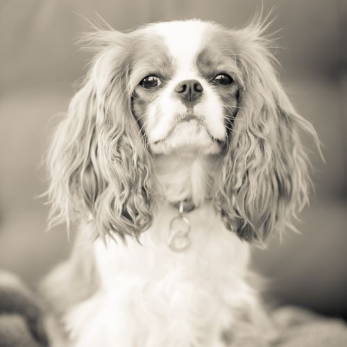 Zoe