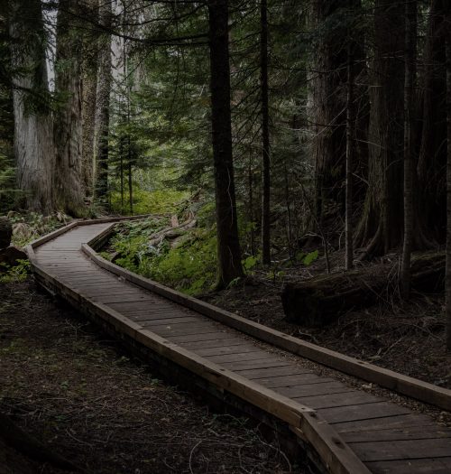 Into the Woods Into the Woods